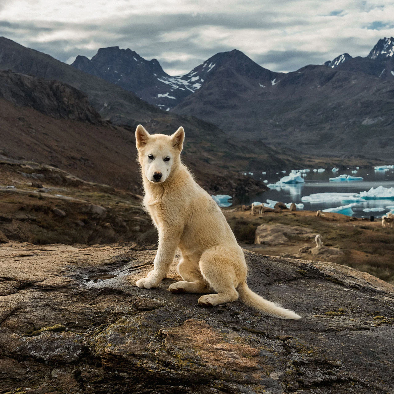 Greenland Ice Sheet Challenge - Image 10