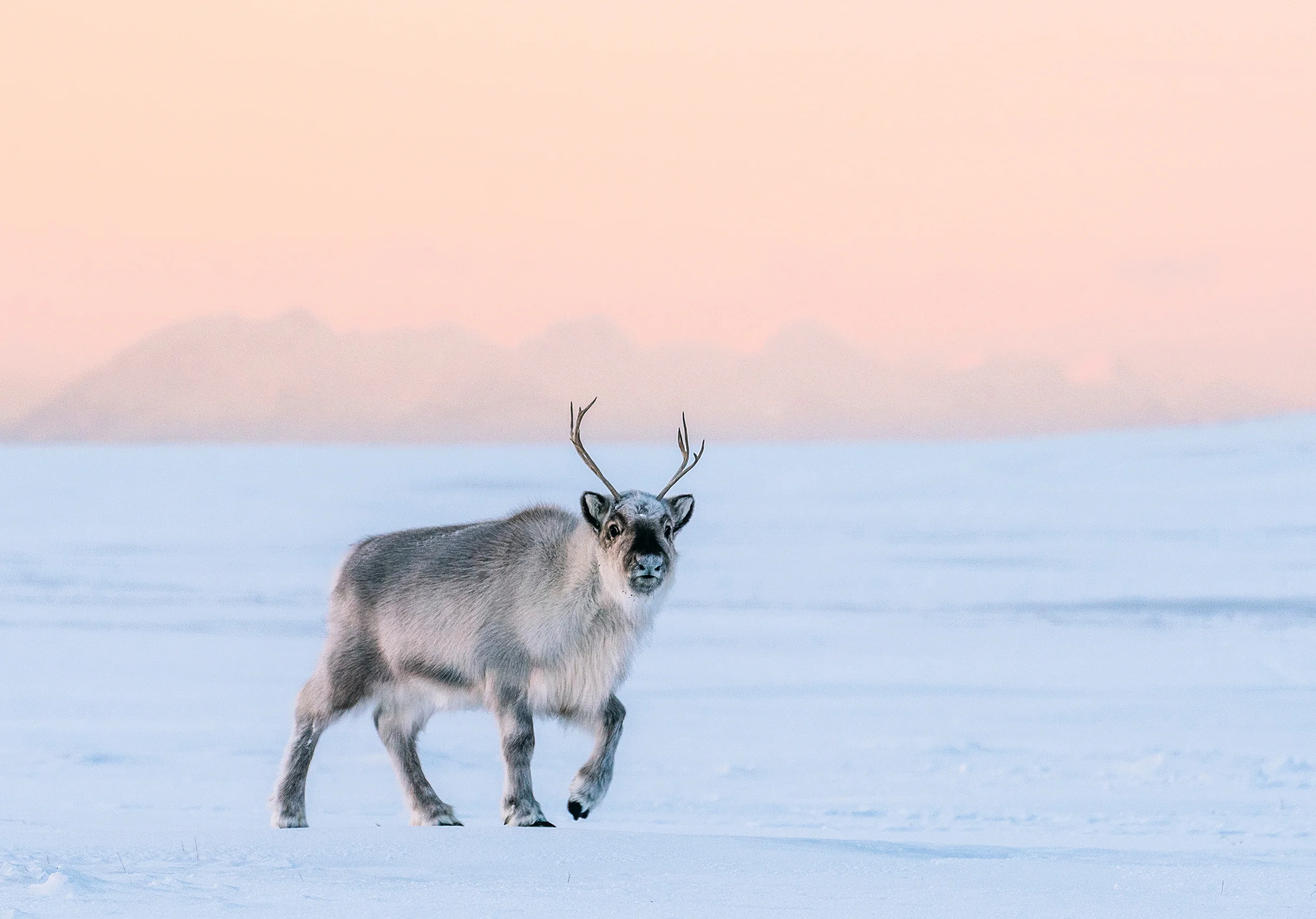 Svalbard Dog Sled and Snowmobile Challenge - Image 6